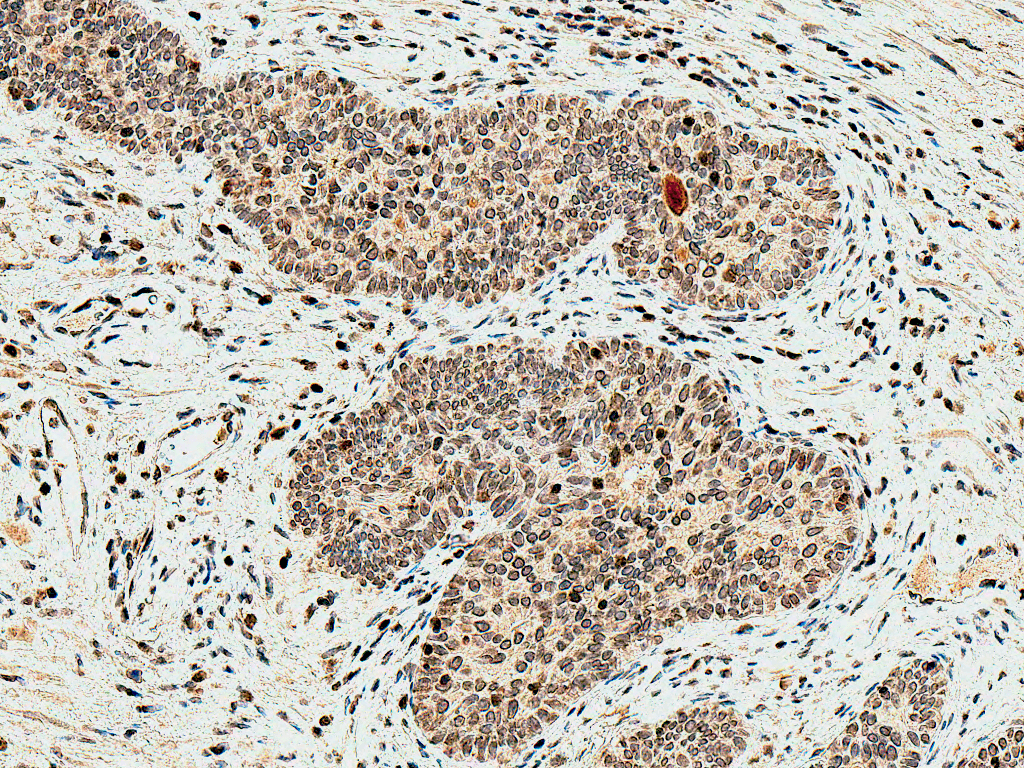 IHC - HO-2 Antibody ASM10648